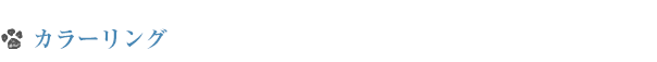 カラーリング