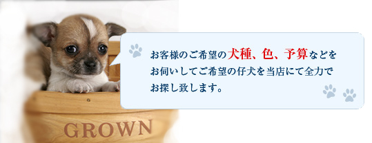 お客様のご希望の犬種、色、予算などをお伺いしてご希望の仔犬を当店にて全力でお探し致します。